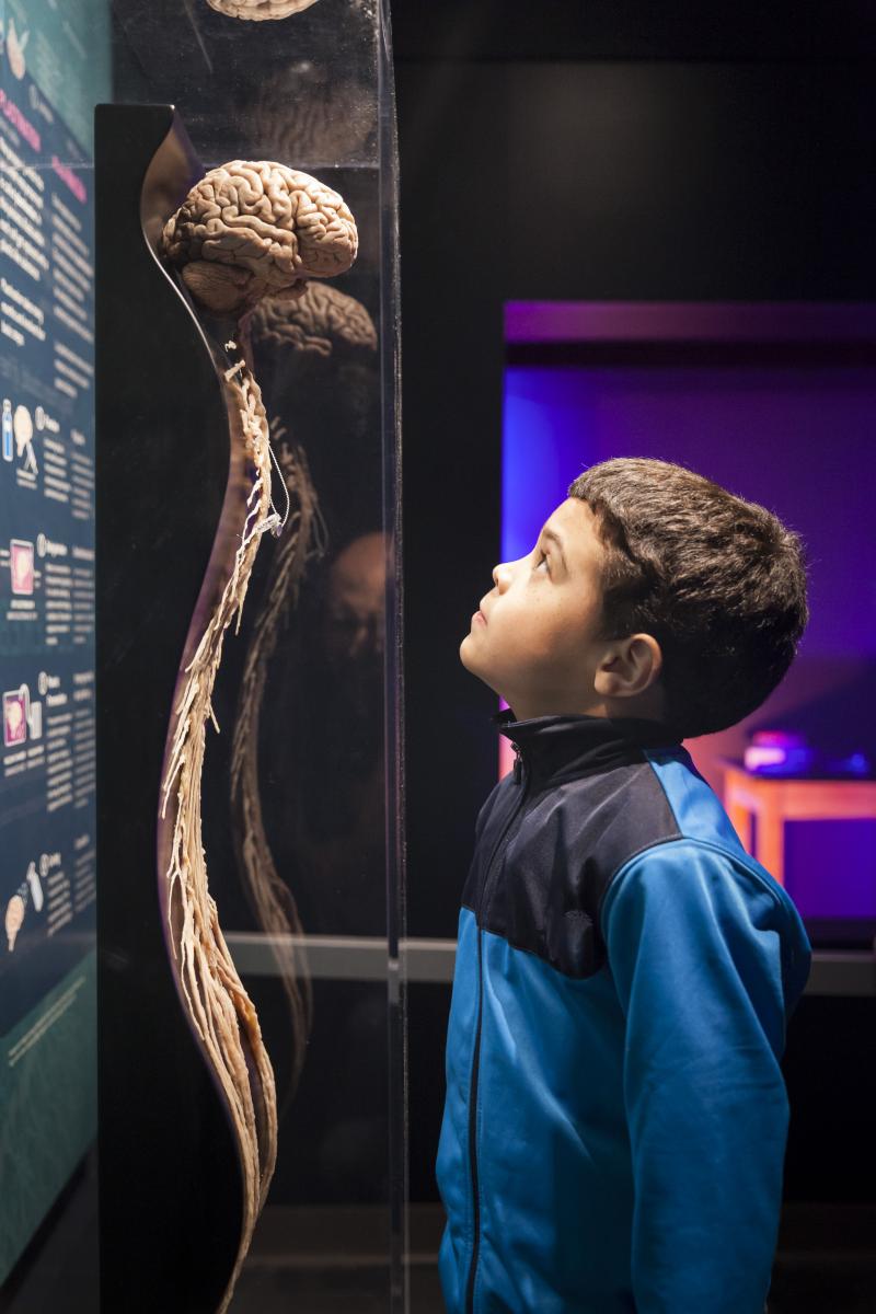 Human Brain exhibit image